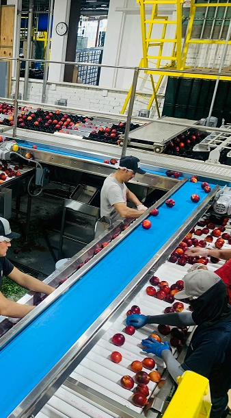 Janus Belting & Conveyor Services Ltd